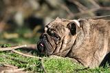 BULLDOG ANGLAIS 104